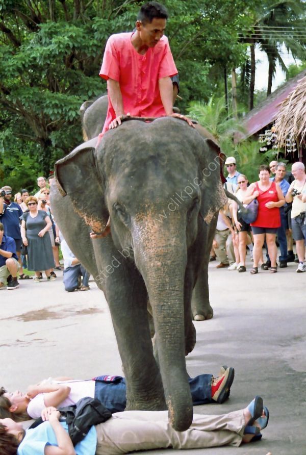 Thai Elephant Handler, Rose Garden Cultural Centre, Bangkok